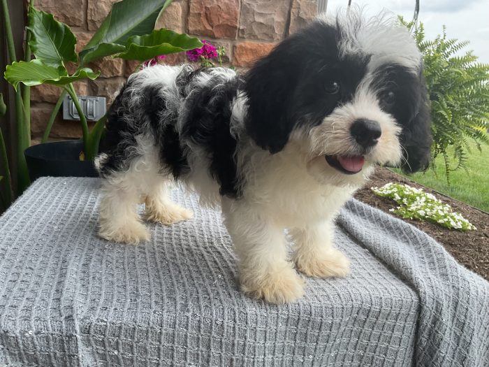 Mr. Rudy the Cavachon - Image 4