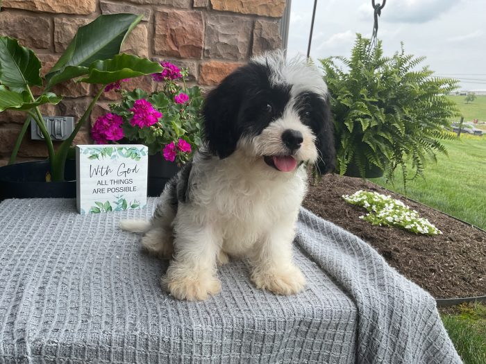 Mr. Rudy the Cavachon