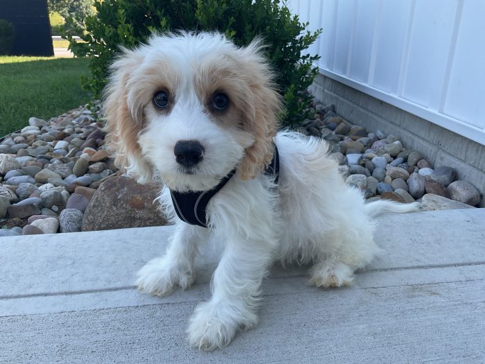 Mr. Jasper the Cavachon
