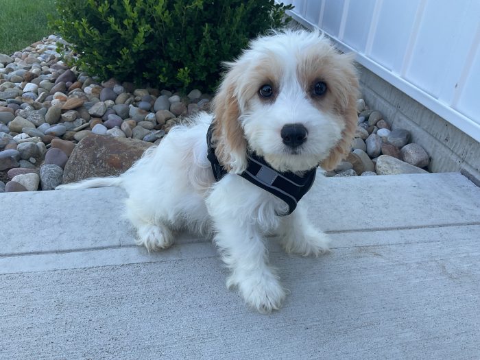 Mr. Jasper the Cavachon - Image 2
