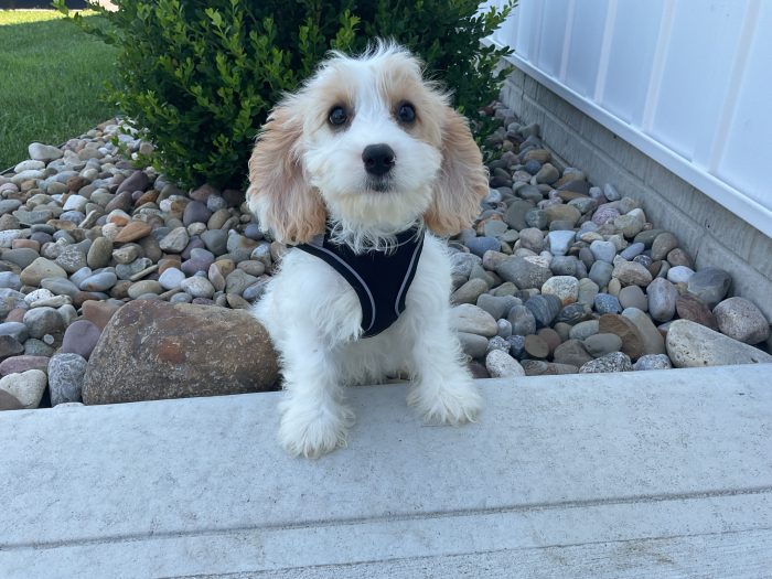 Mr. Jasper the Cavachon - Image 3