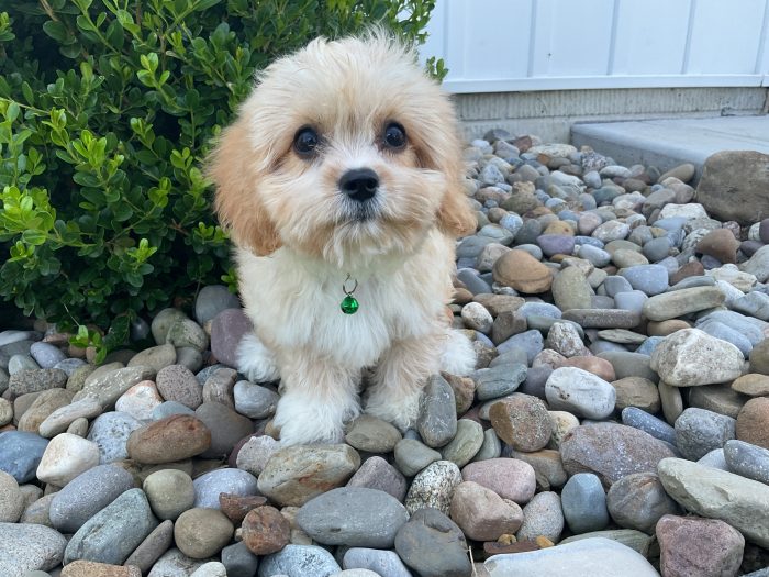 Mr. Jase the Cavachon - Image 3