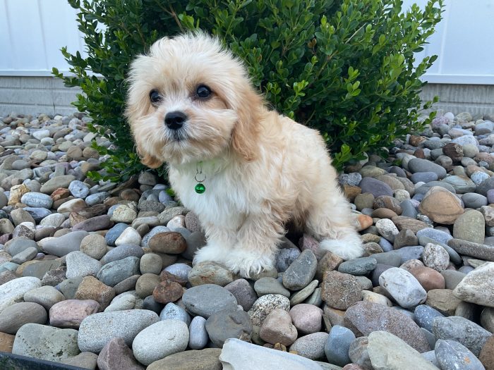 Mr. Jase the Cavachon - Image 5