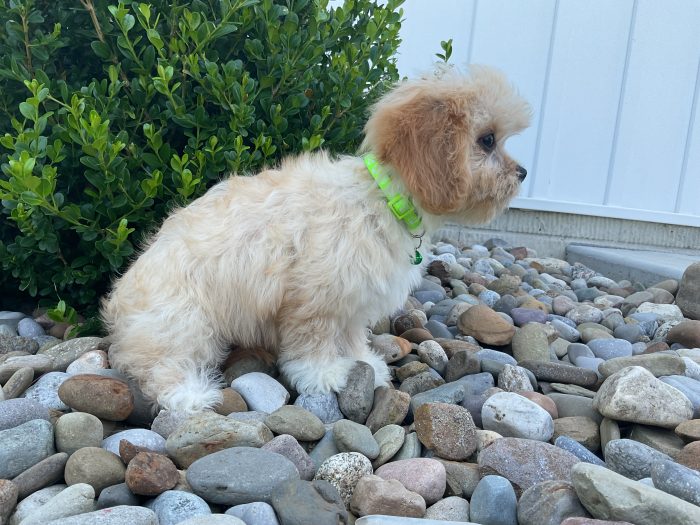 Mr. Jase the Cavachon - Image 2