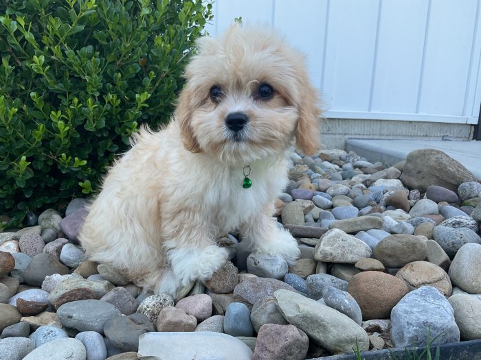 Mr. Jase the Cavachon