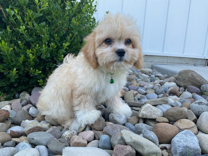 Mr. Jase the Cavachon - Image 4
