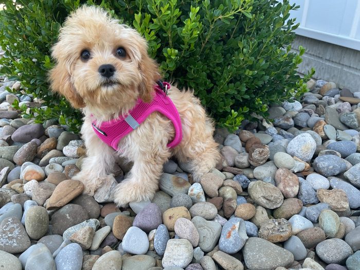 Ms. Abby the Cavachon - Image 2