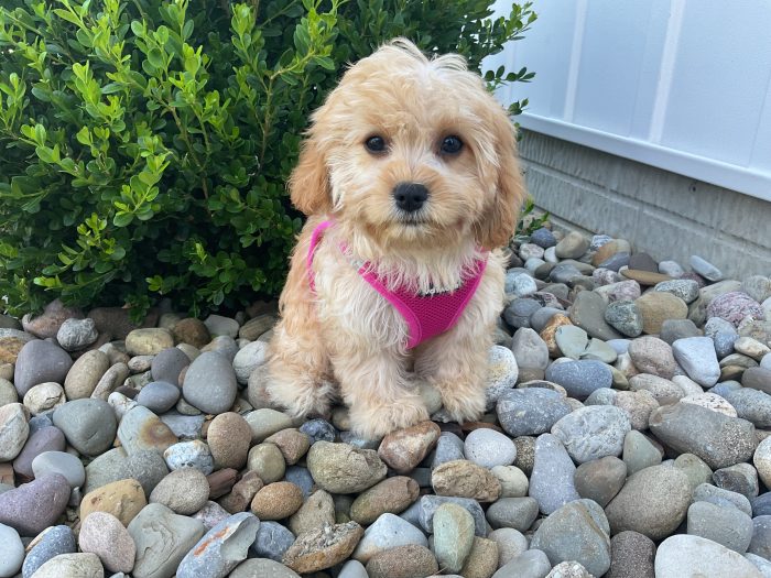 Ms. Abby the Cavachon