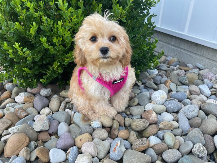 Ms. Abby the Cavachon - Image 3