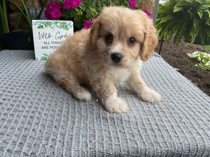 Mr. Romeo the Cavachon - Image 3