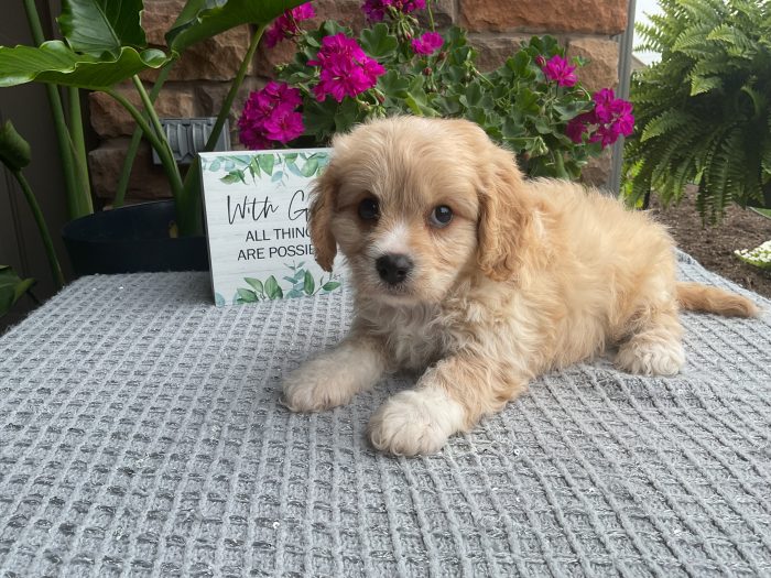 Mr. Romeo the Cavachon - Image 2