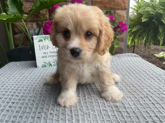 Mr. Romeo the Cavachon