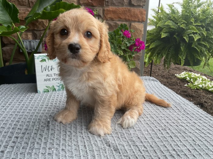 Mr. Dallas the Cavachon