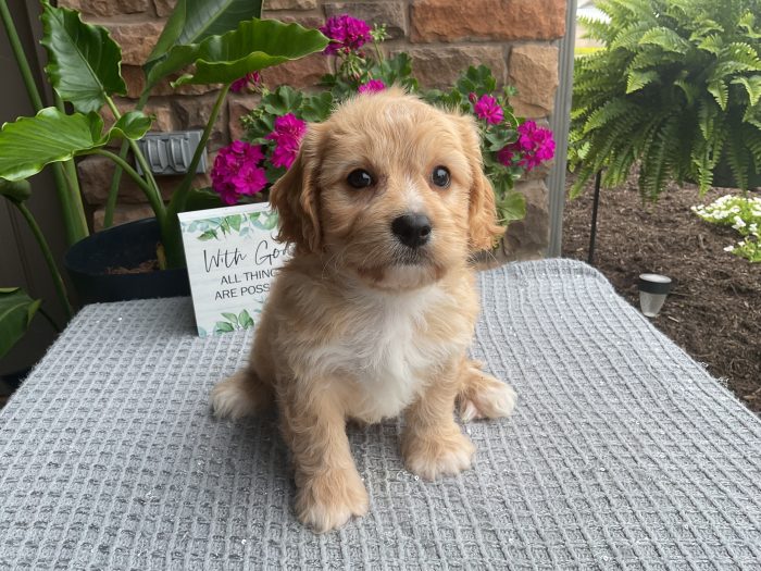 Mr. Dallas the Cavachon - Image 3