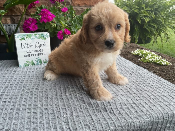 Mr. Dallas the Cavachon - Image 4