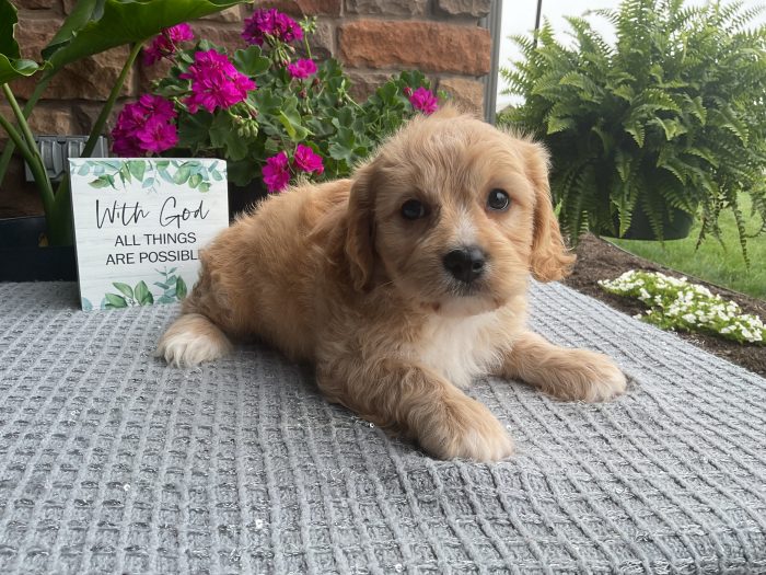 Mr. Dallas the Cavachon - Image 2