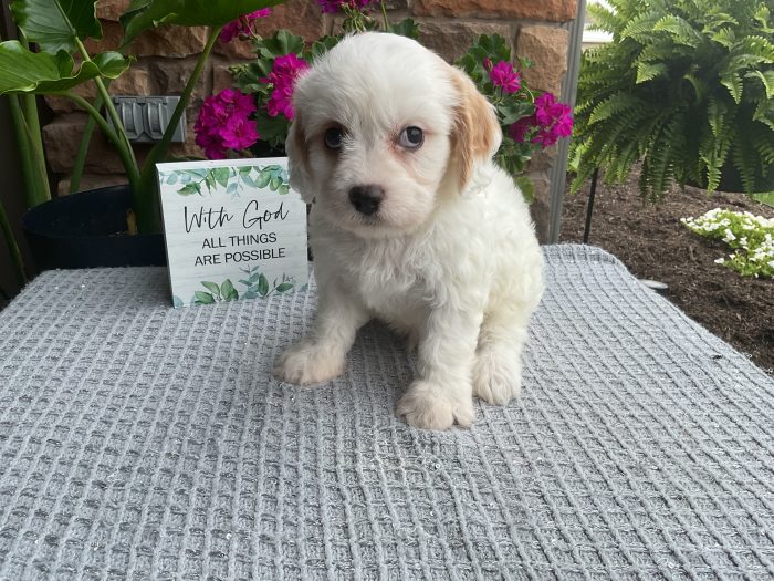 Mr. Walker the Cavachon - Image 3