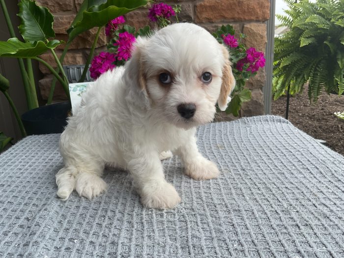 Mr. Walker the Cavachon