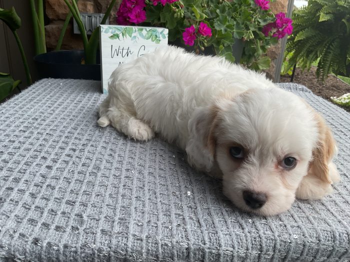 Mr. Walker the Cavachon - Image 4