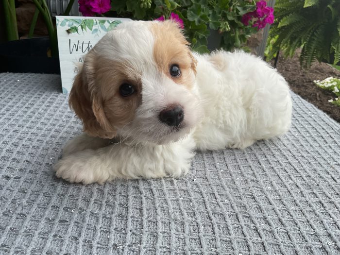 Mr. Mason the Cavachon - Image 4