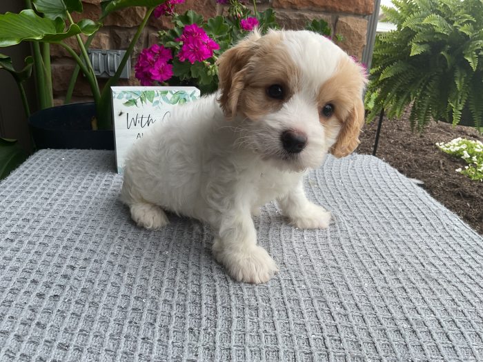Mr. Mason the Cavachon