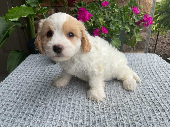 Mr. Mason the Cavachon - Image 2