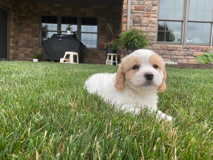 Mr. Mason the Cavachon - Image 3