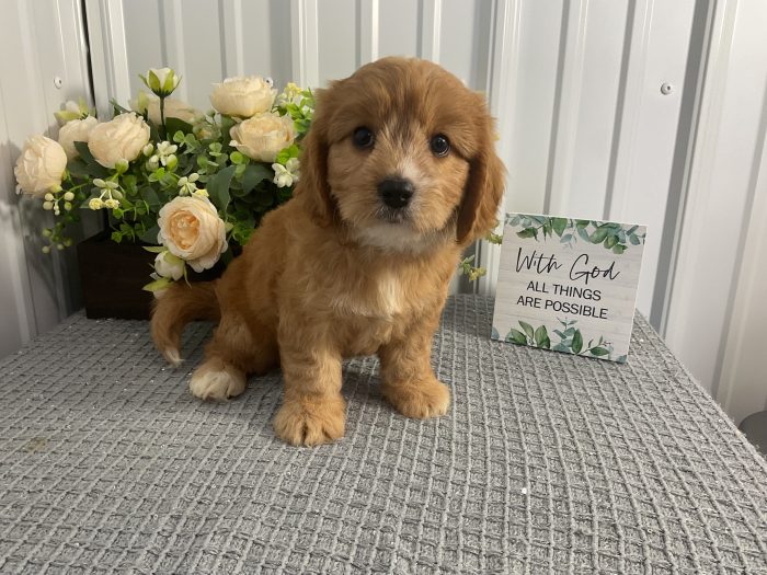 Ms. Izzy the Cavachon - Image 2