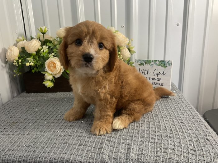 Ms. Izzy the Cavachon