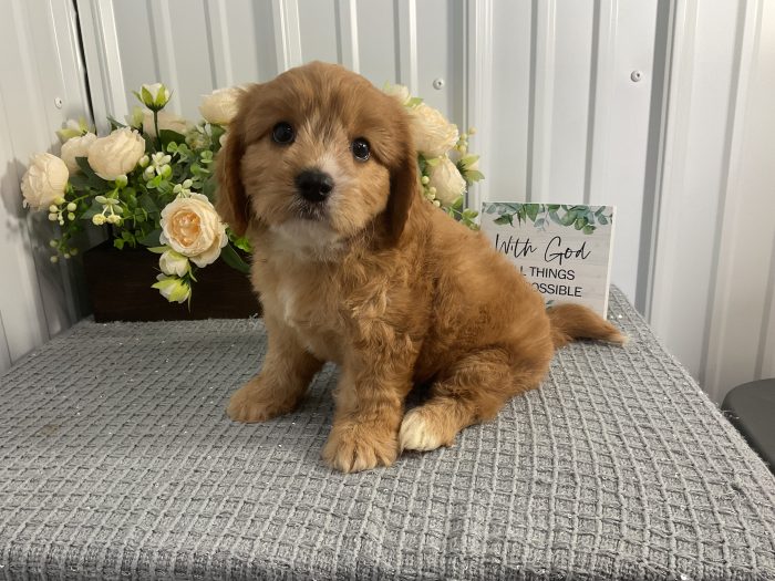 Ms. Izzy the Cavachon - Image 4