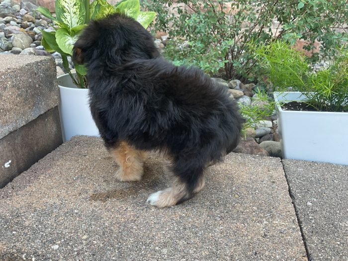 Mr. Friskey the Cavachon - Image 3