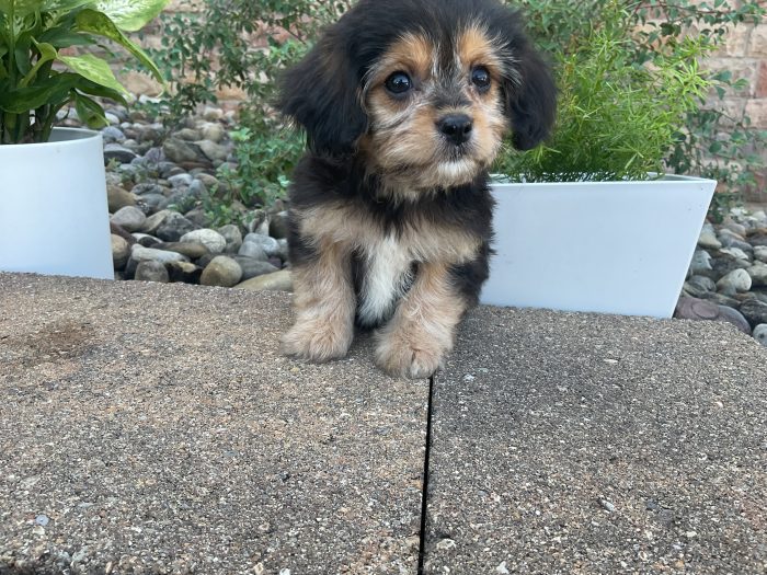 Mr. Friskey the Cavachon - Image 2