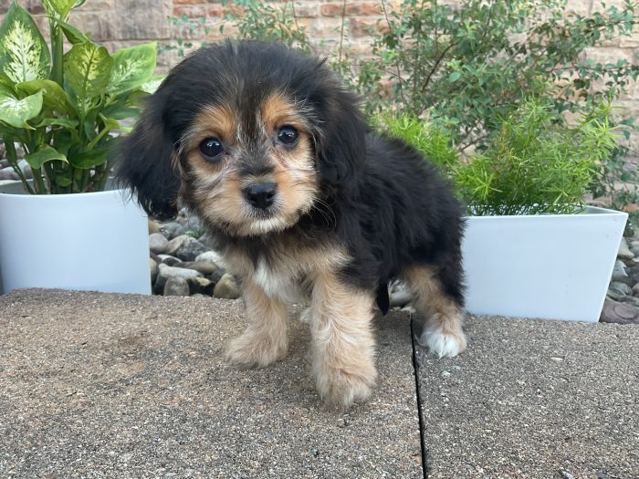 Mr. Friskey the Cavachon - Image 5