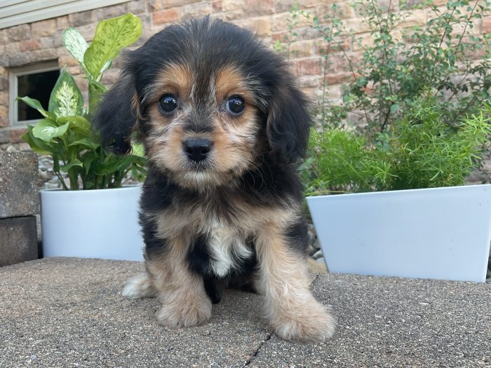 Mr. Friskey the Cavachon - Image 4
