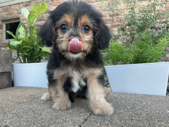 Mr. Friskey the Cavachon