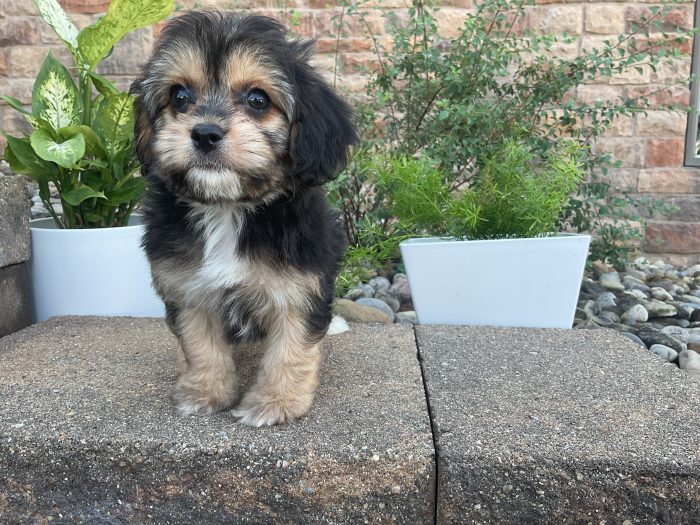 Mr. Chester the Cavachon - Image 6