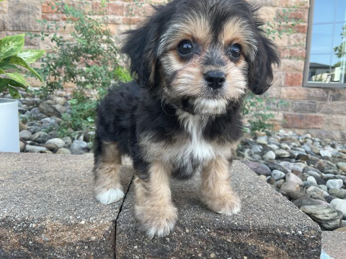 Mr. Chester the Cavachon