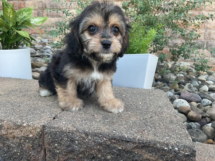Mr. Chester the Cavachon - Image 5