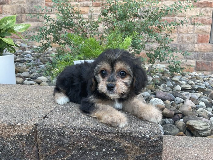 Mr. Chester the Cavachon - Image 3