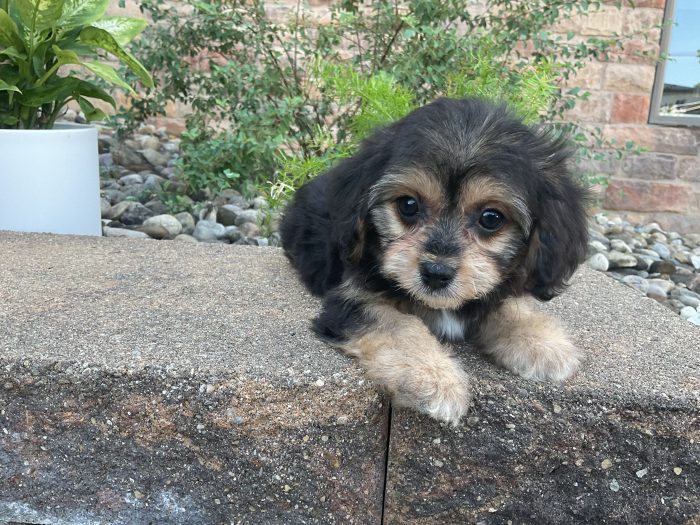 Mr. Chester the Cavachon - Image 4