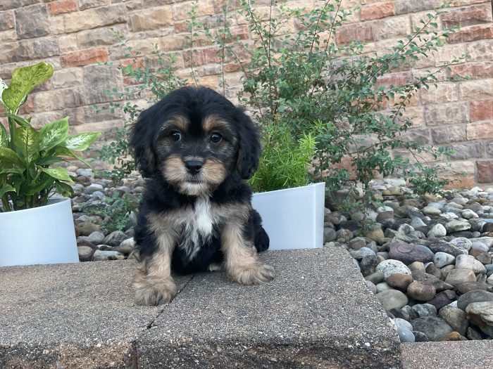Mr. Oliver the Cavachon - Image 4