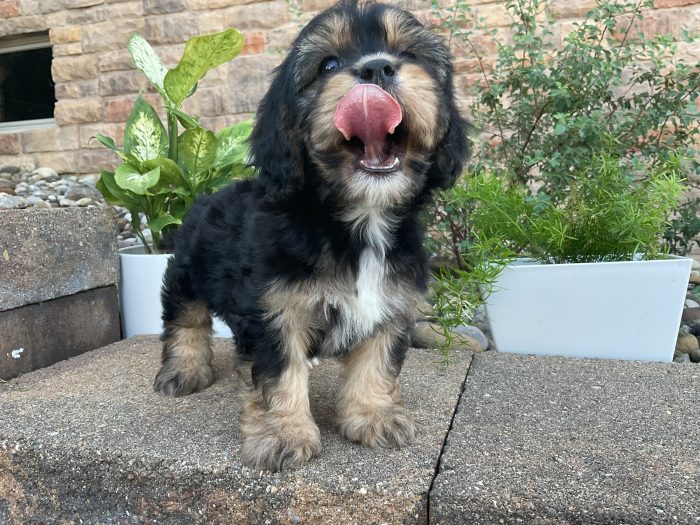 Mr. Oliver the Cavachon - Image 5
