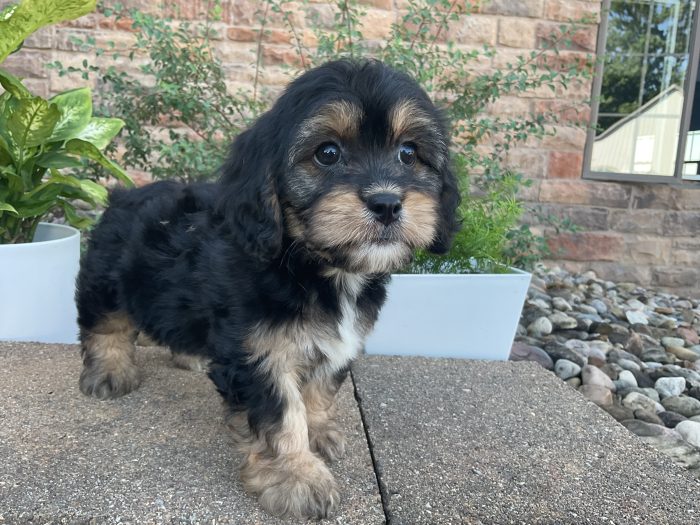 Mr. Oliver the Cavachon - Image 2