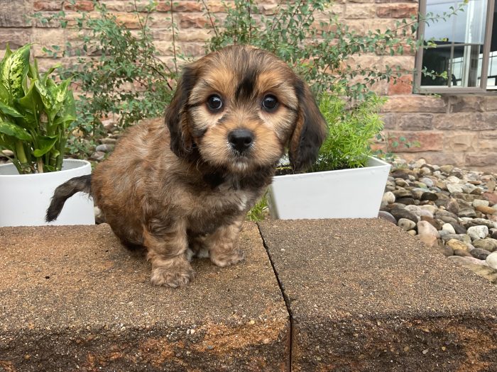 Mr. Cody the Cavachon - Image 4