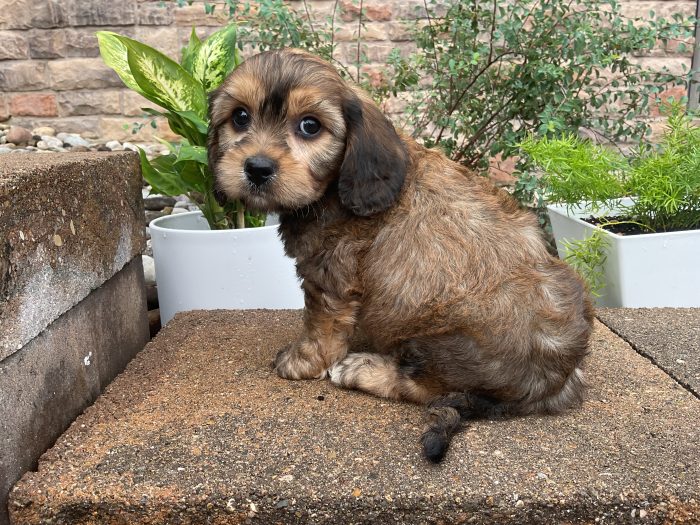 Mr. Cody the Cavachon - Image 2