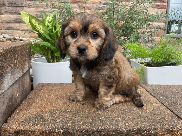 Mr. Cody the Cavachon - Image 3