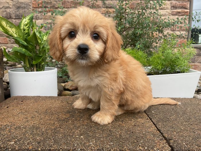 Mr. Oscar  the Cavachon