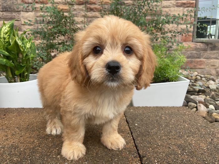 Mr. Oscar  the Cavachon - Image 3