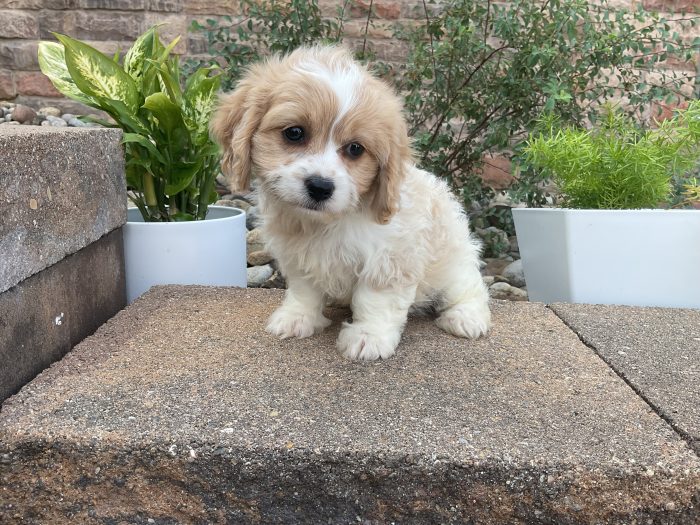 Ms. Daisy the Cavachon - Image 2