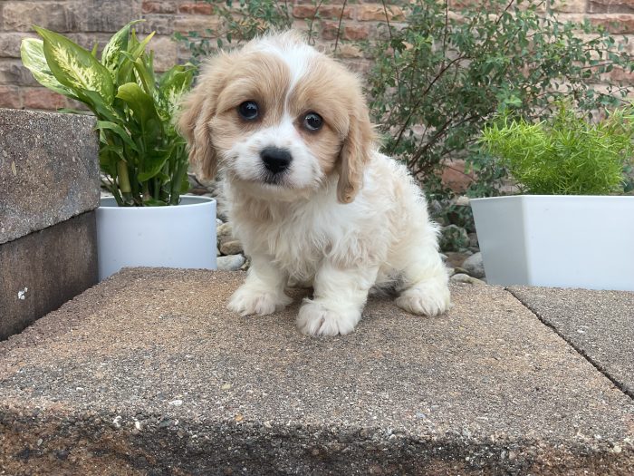 Ms. Daisy the Cavachon